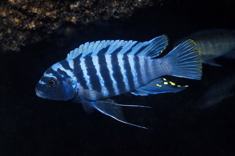 Maylandia zebra 'Mumbo Island'